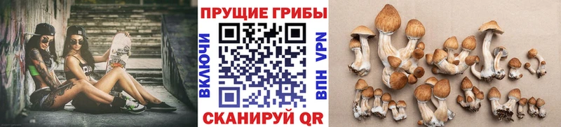 где продают наркотики Отрадный Галлюциногенные грибы Cubensis