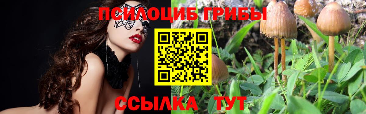 Отрадный  Псилоцибиновые грибы Psilocybine cubensis  Вход с VPN 